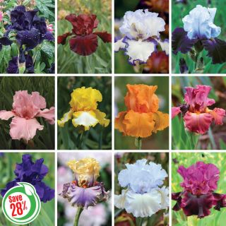 Incredible Iris Collection Thumbnail